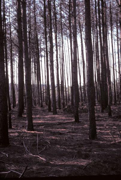 A dense stand of pine trees with no understory growth